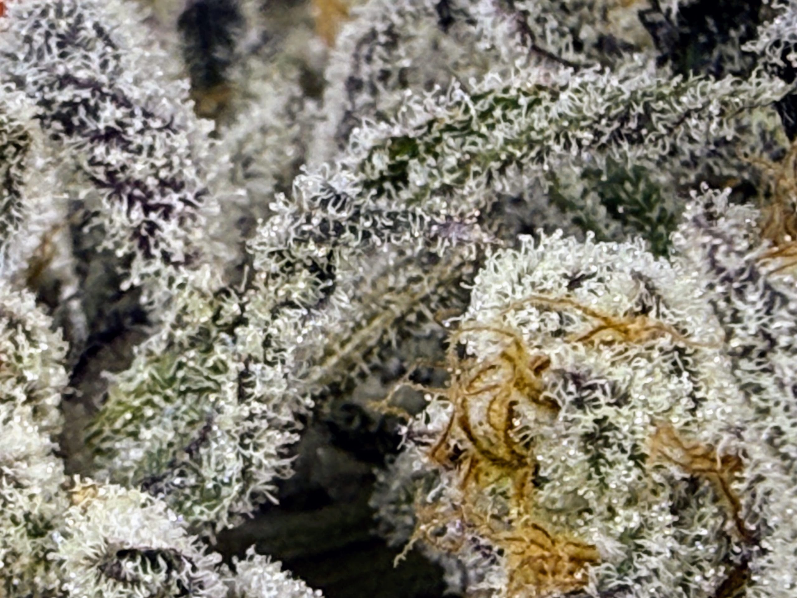 TRICHOME_BROS_DEVILS_CANDY_S1_FLOWER_4