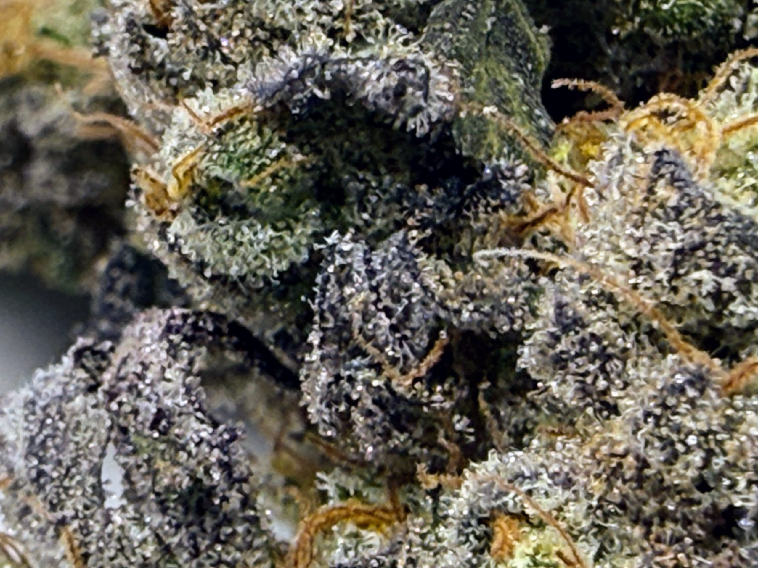 Diablo Creamsicle - Image 5