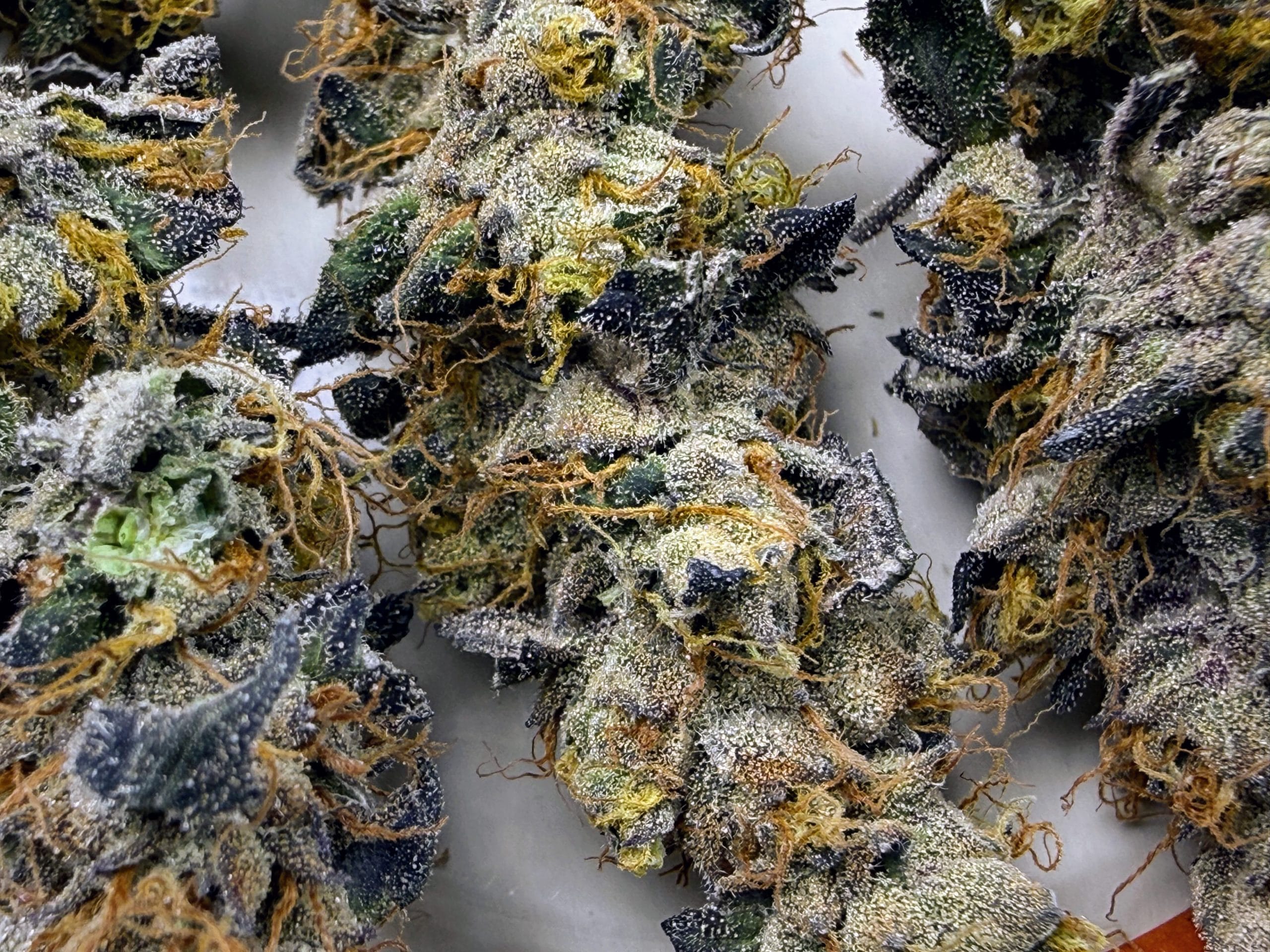 Erebus Frosting cannabis strain by Trichome Bros