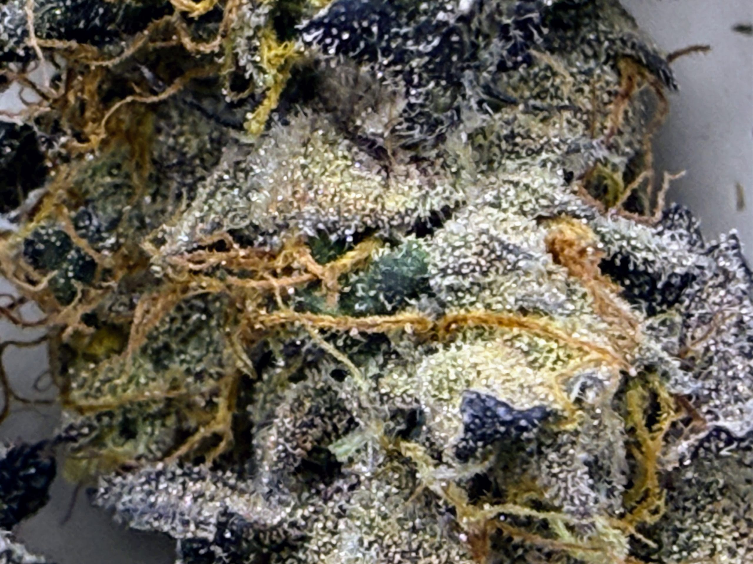 TRICHOME_BROS_EREBUS_FROSTING_FLOWER_3