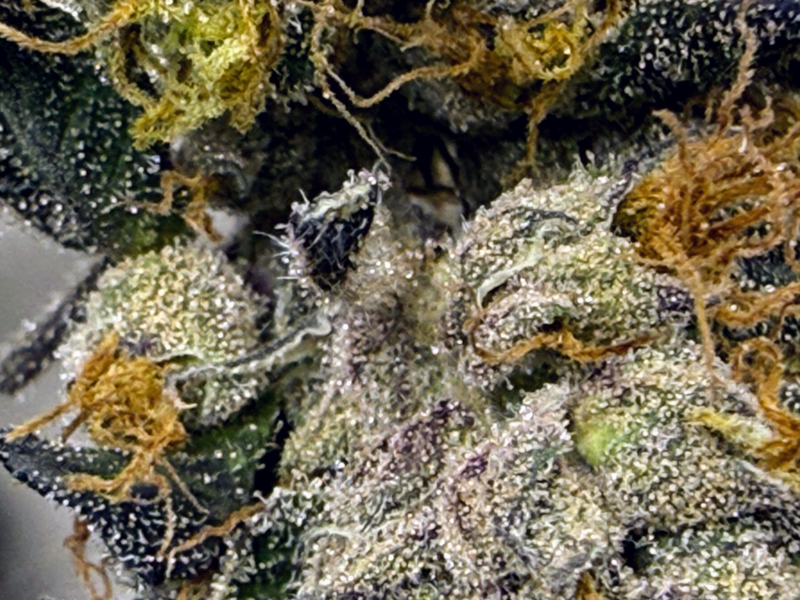 TRICHOME_BROS_EREBUS_FROSTING_FLOWER_4