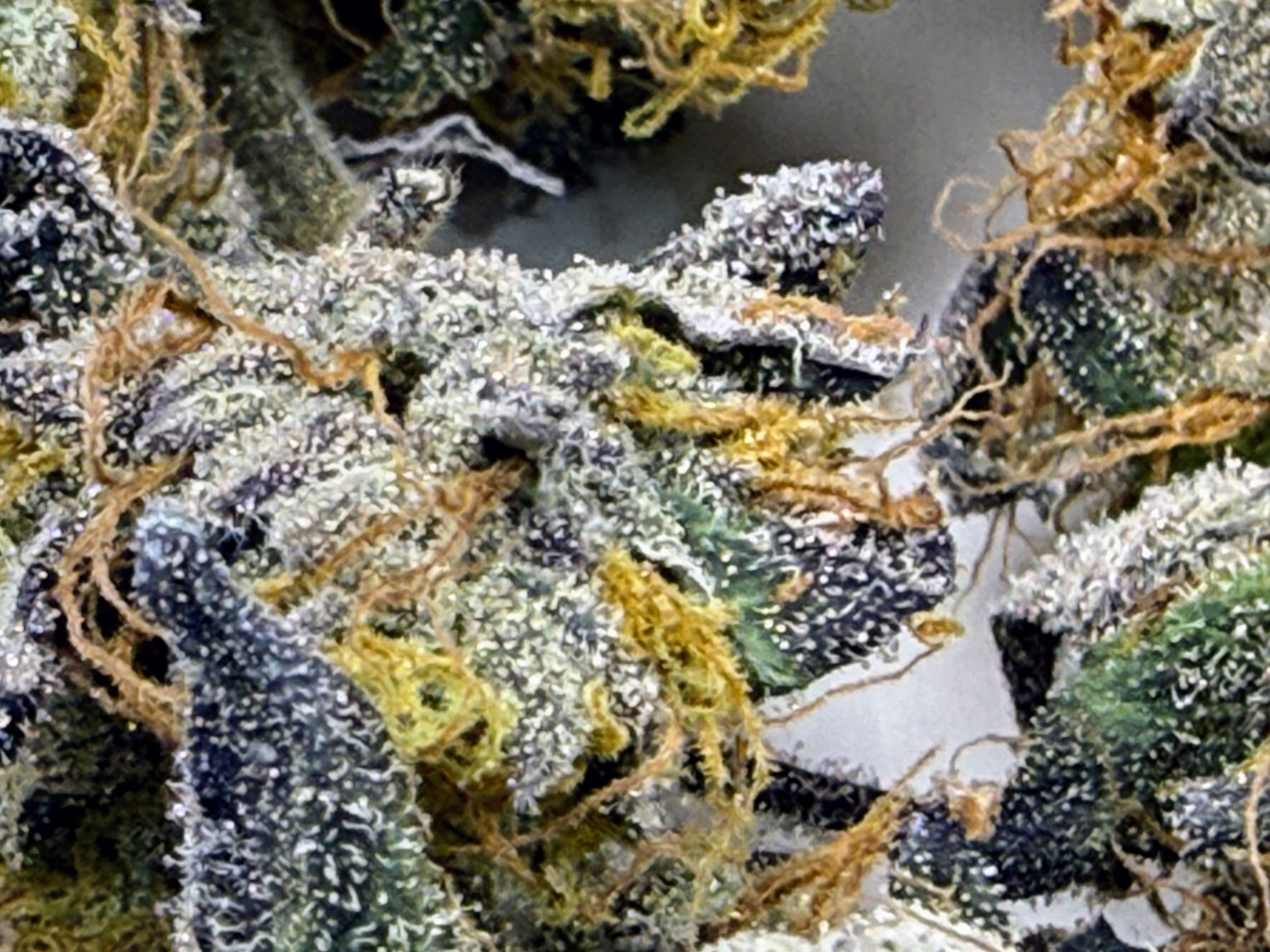 TRICHOME_BROS_EREBUS_FROSTING_FLOWER_5