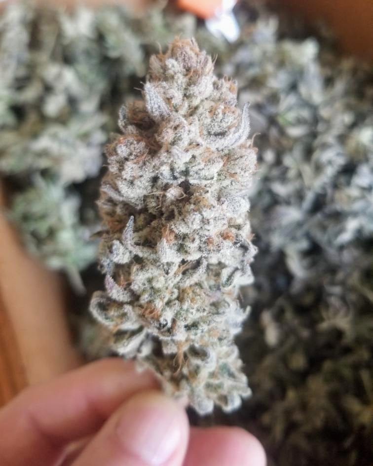 TRICHOME_BROS_LEVIATHAN_LUSH_FLOWER_1