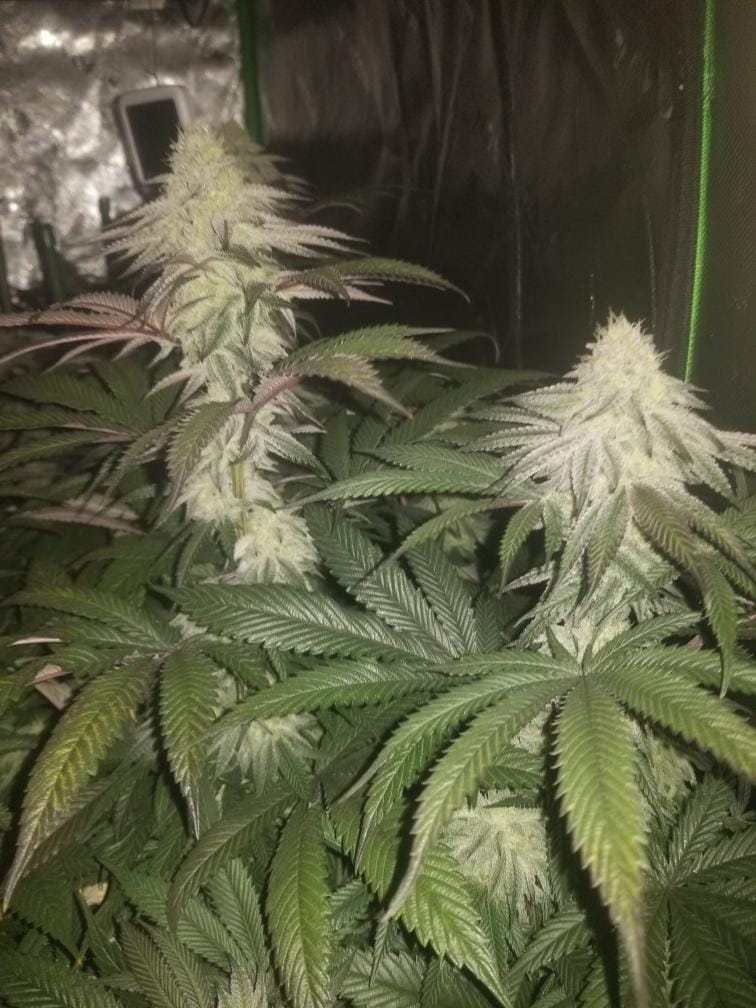 TRICHOME_BROS_LEVIATHAN_LUSH_FLOWER_10