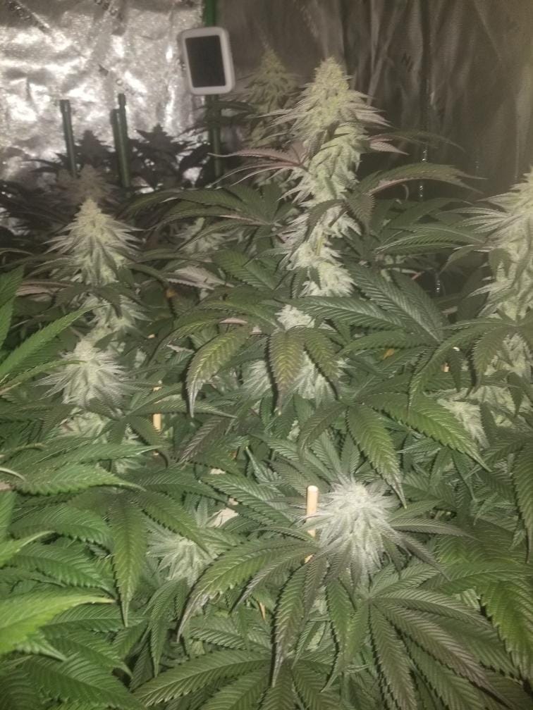 TRICHOME_BROS_LEVIATHAN_LUSH_FLOWER_11
