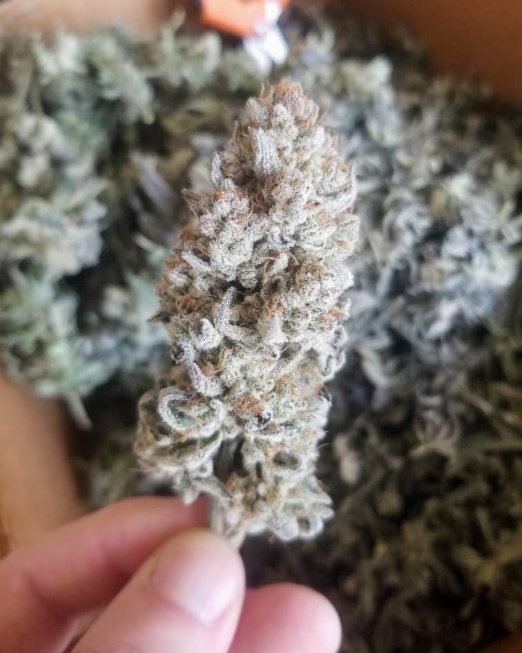 TRICHOME_BROS_LEVIATHAN_LUSH_FLOWER_2