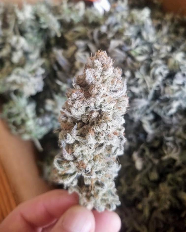 TRICHOME_BROS_LEVIATHAN_LUSH_FLOWER_3
