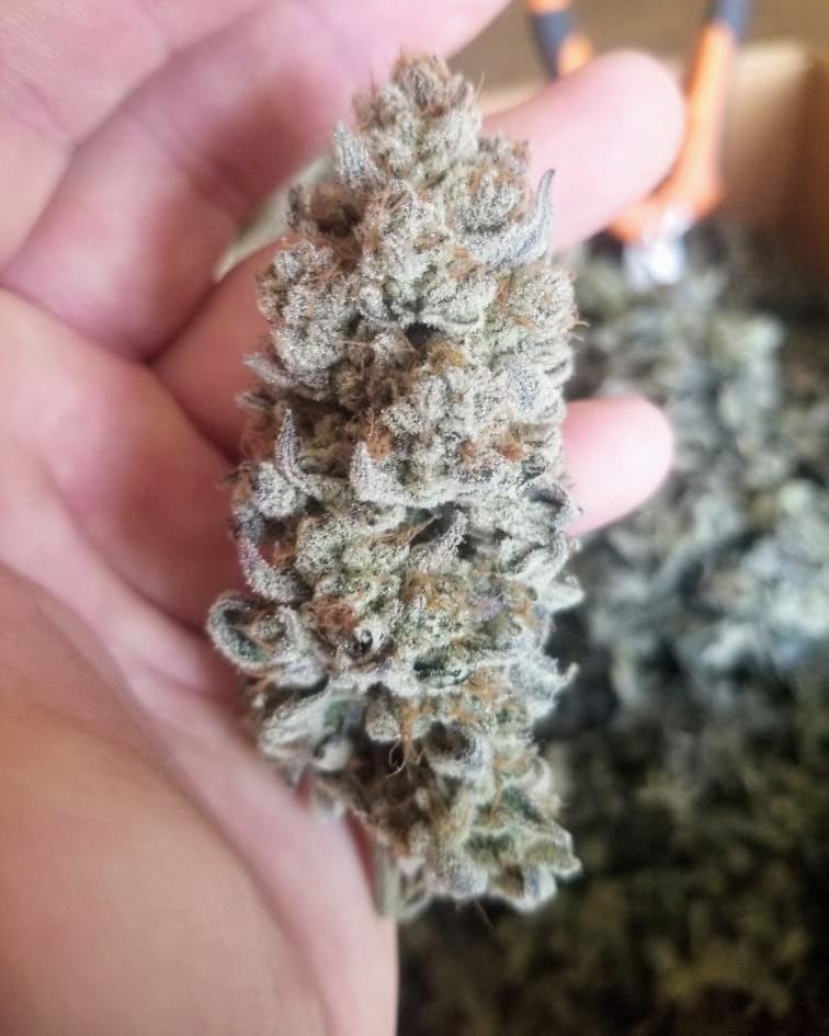 TRICHOME_BROS_LEVIATHAN_LUSH_FLOWER_4