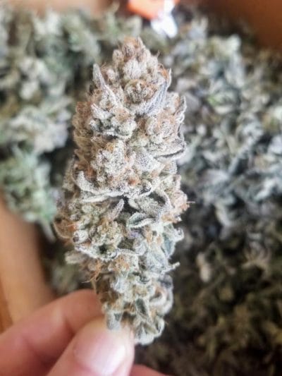 TRICHOME_BROS_LEVIATHAN_LUSH_FLOWER_6