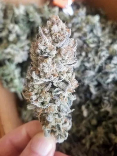 TRICHOME_BROS_LEVIATHAN_LUSH_FLOWER_6