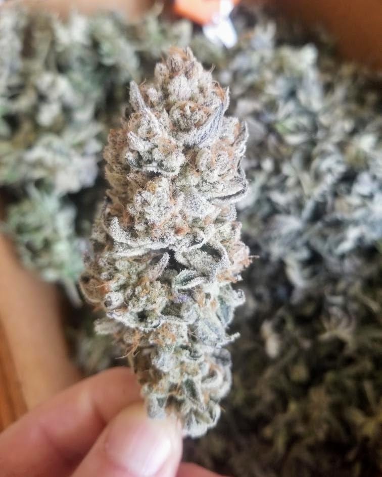 TRICHOME_BROS_LEVIATHAN_LUSH_FLOWER_6
