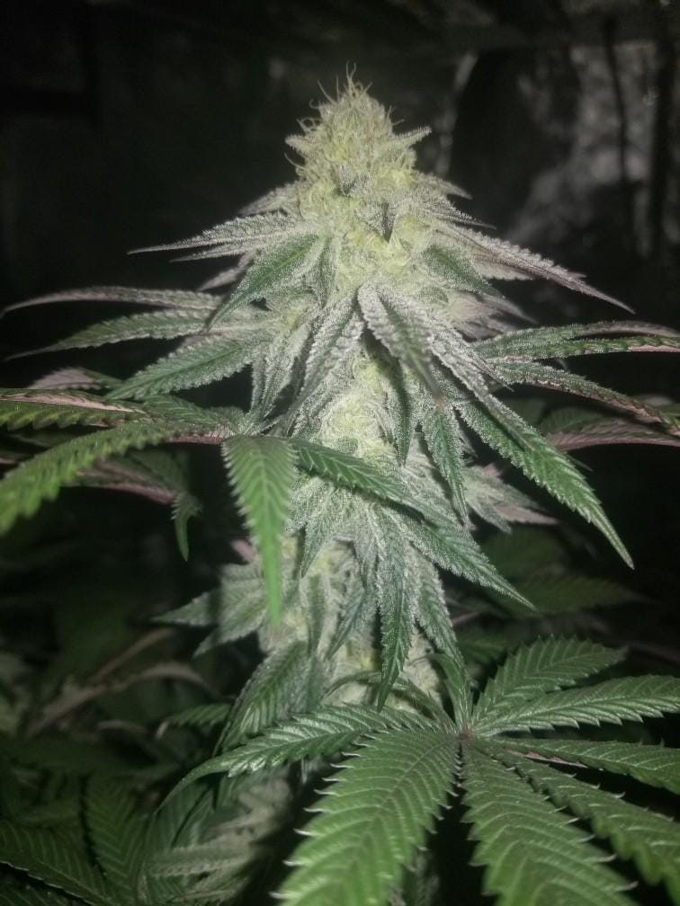 TRICHOME_BROS_LEVIATHAN_LUSH_FLOWER_7