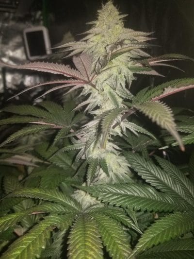 TRICHOME_BROS_LEVIATHAN_LUSH_FLOWER_8