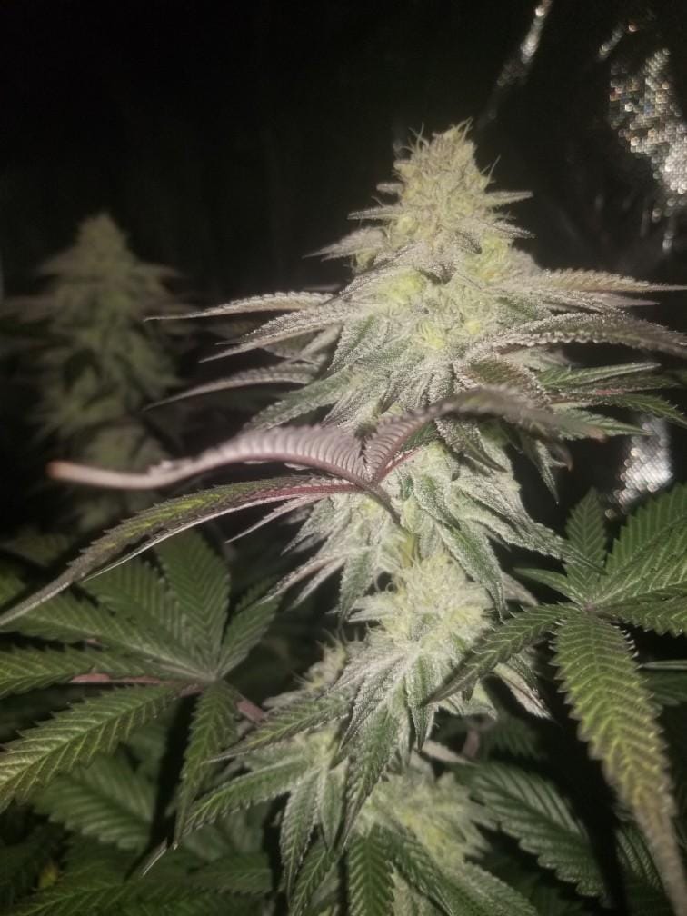 TRICHOME_BROS_LEVIATHAN_LUSH_FLOWER_9