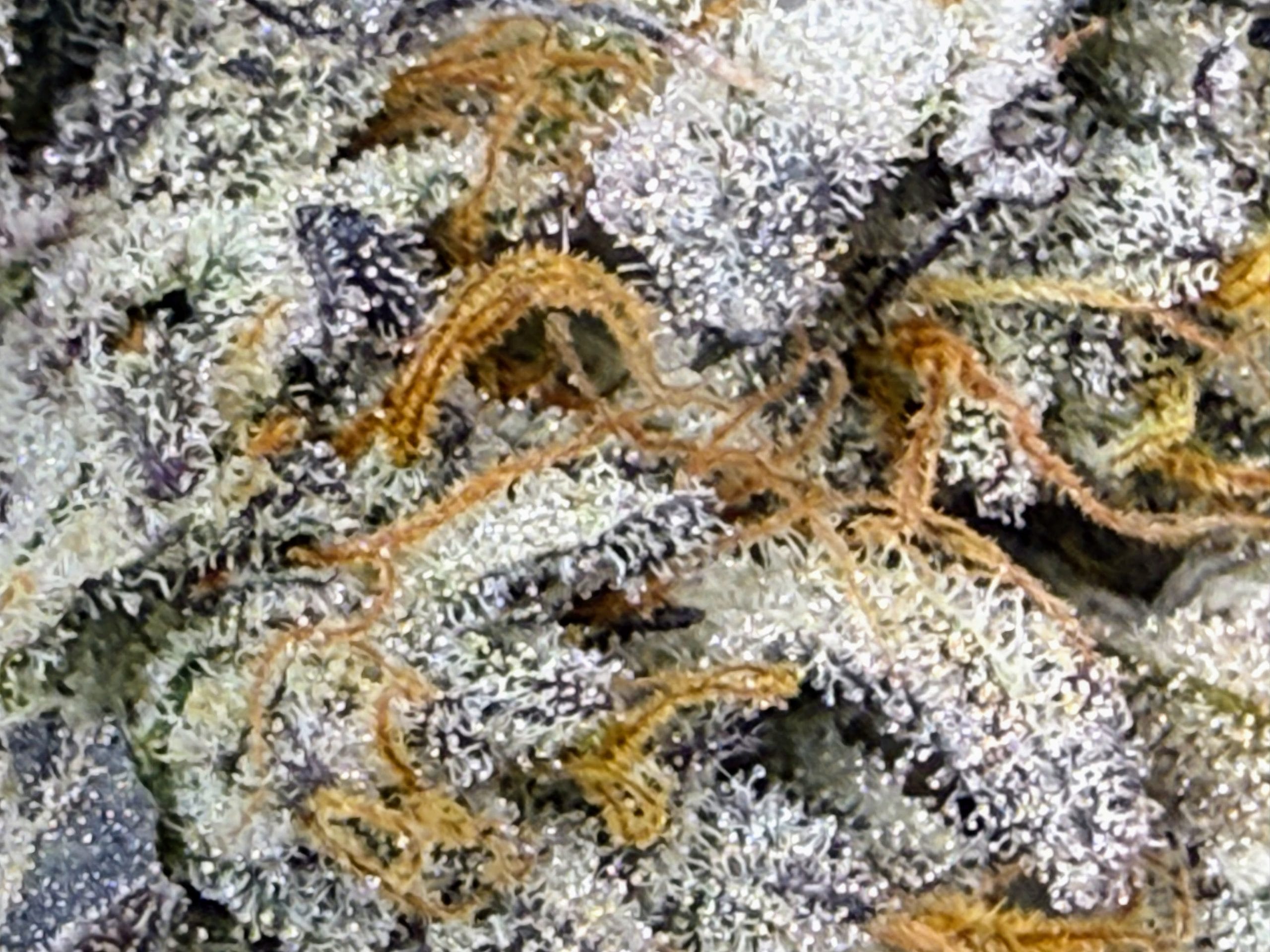 TRICHOME_BROS_LUCIFER_CRUMBLE_FLOWER_3