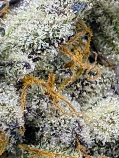 TRICHOME_BROS_LUCIFER_CRUMBLE_FLOWER_4
