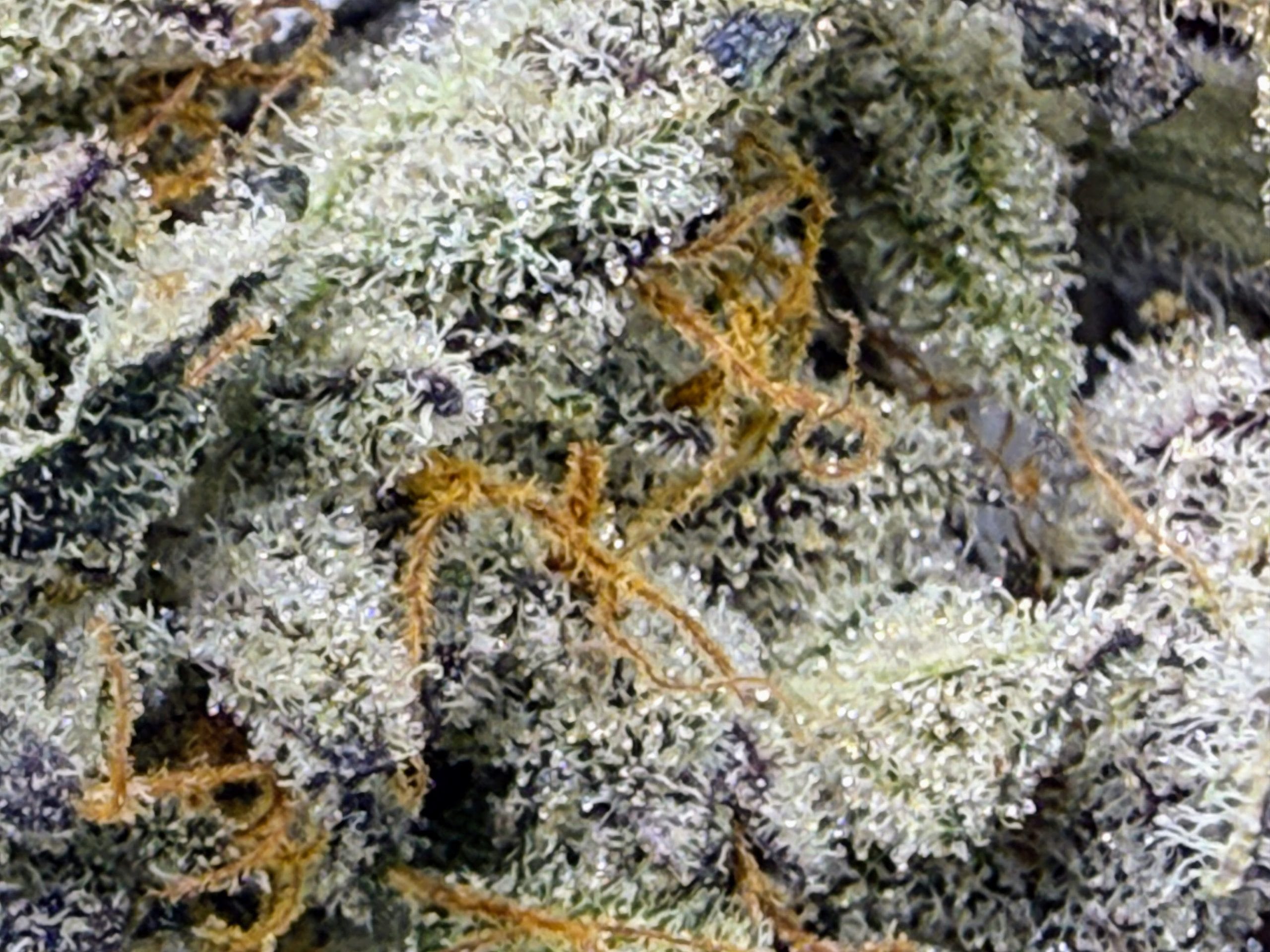 TRICHOME_BROS_LUCIFER_CRUMBLE_FLOWER_4