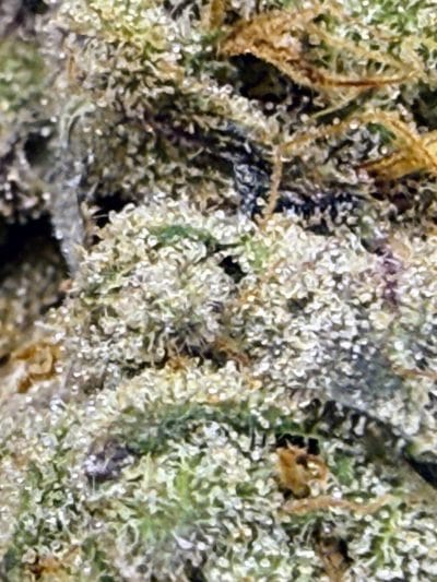 TRICHOME_BROS_MAELSTROM_CAKE_FLOWER_4