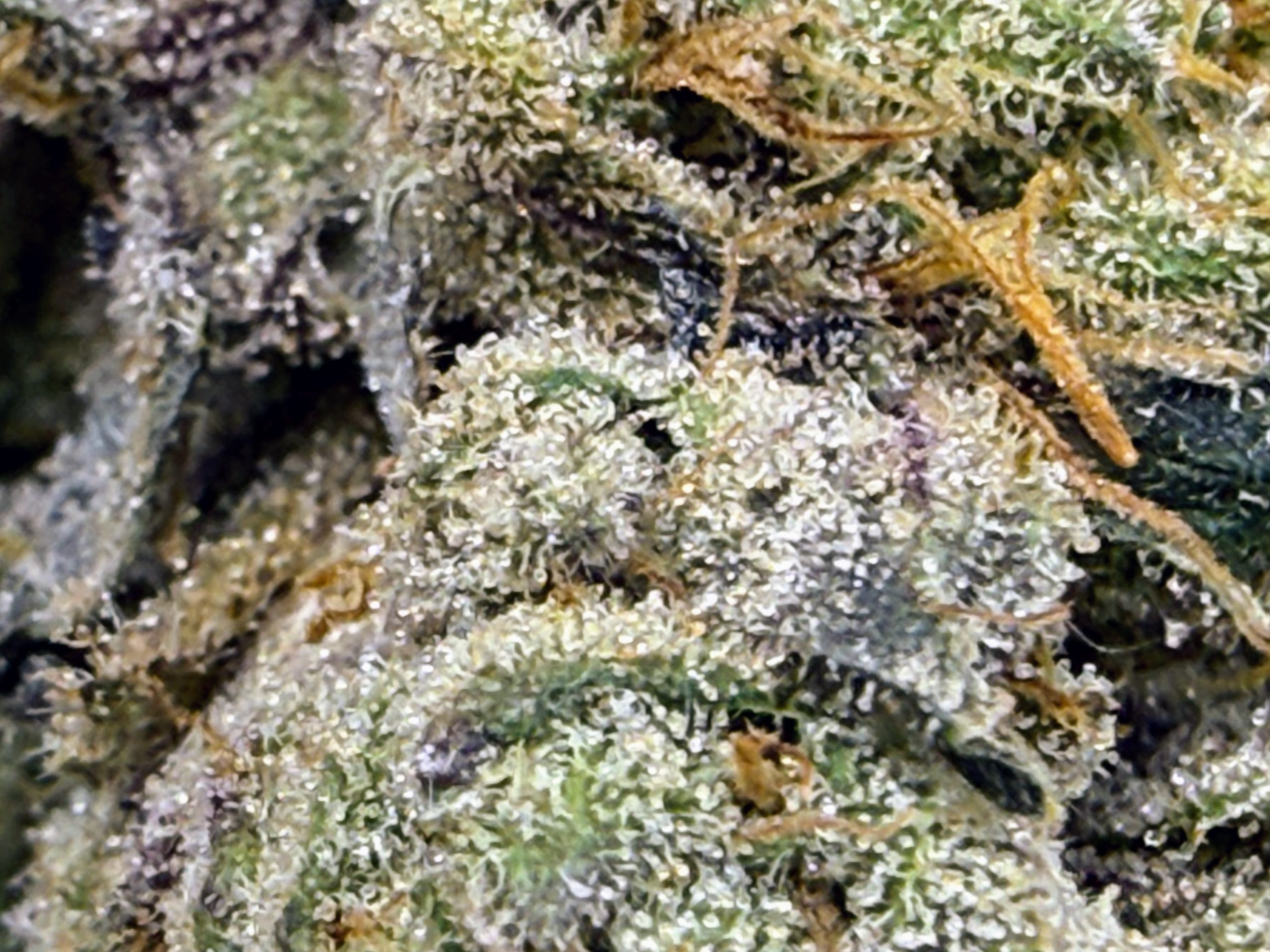 TRICHOME_BROS_MAELSTROM_CAKE_FLOWER_4