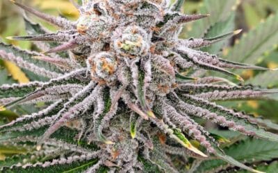 Trichome Bros Sinful Sundae