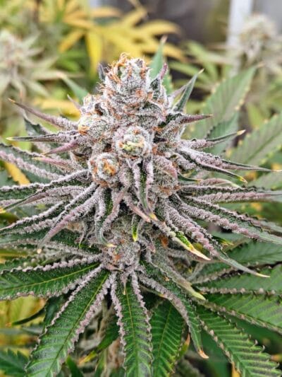 Trichome Bros Sinful Sundae