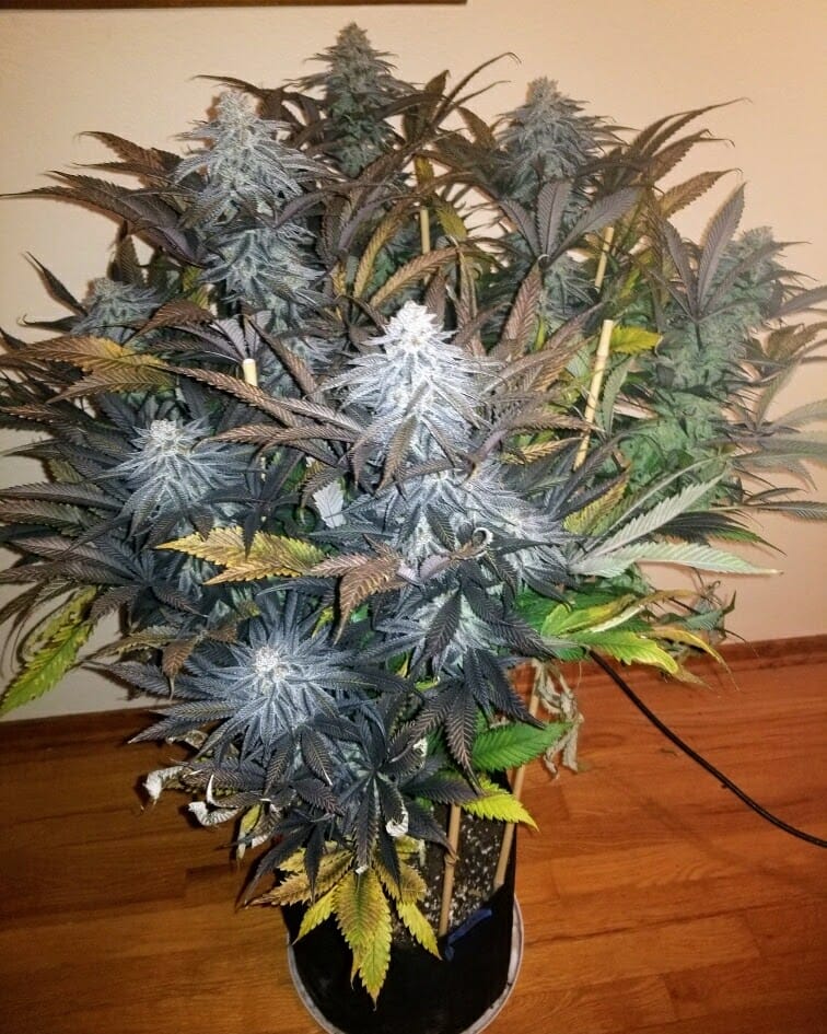 TRICHOME_BROS_SINFUL_SUNDAE_FLOWER_4