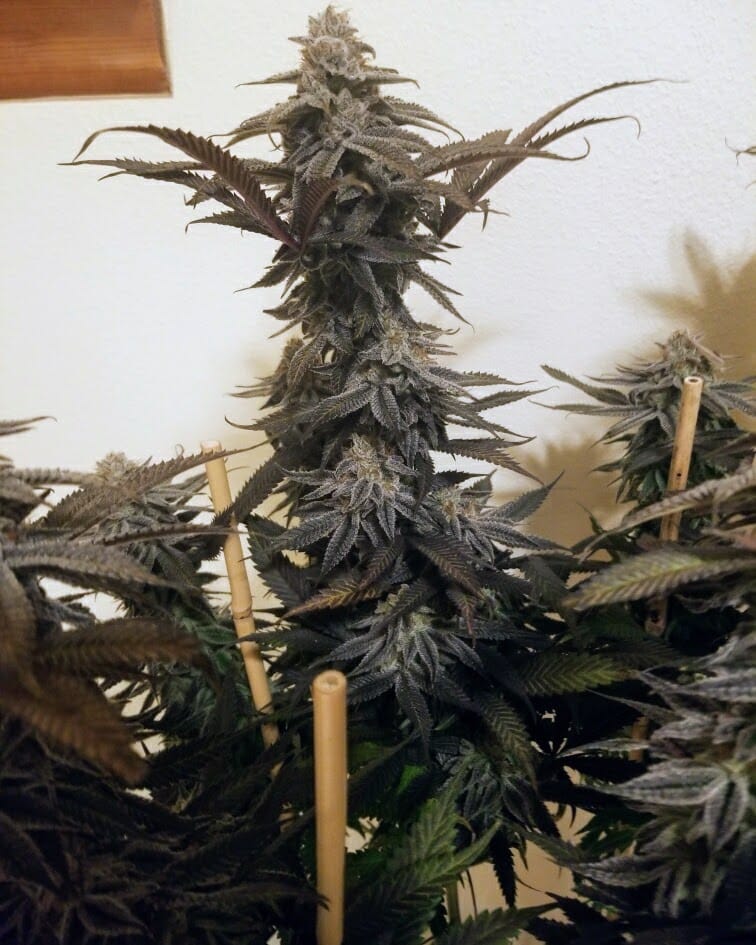 TRICHOME_BROS_SINFUL_SUNDAE_FLOWER_5