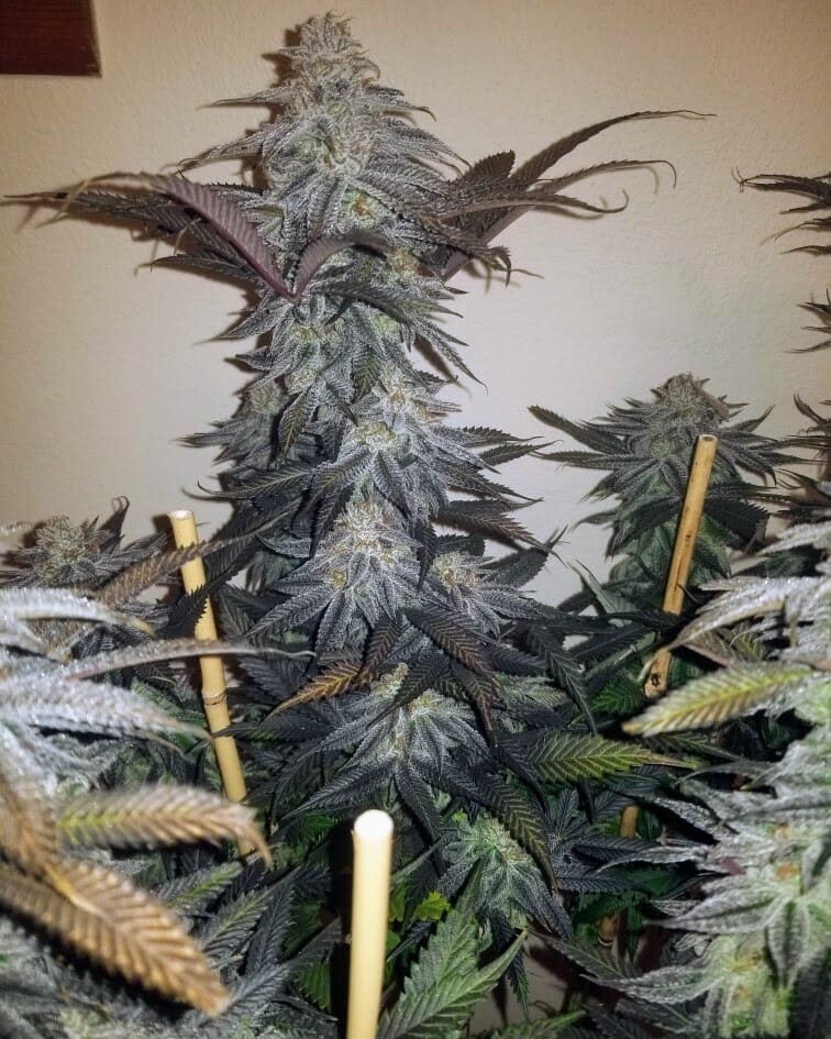 TRICHOME_BROS_SINFUL_SUNDAE_FLOWER_6