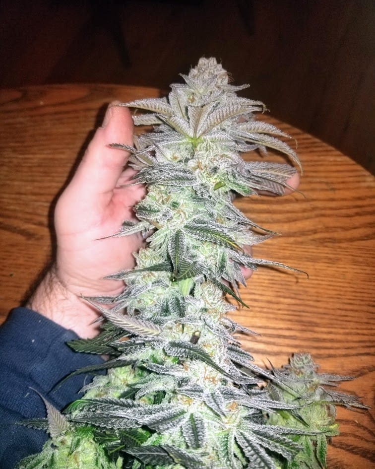 TRICHOME_BROS_SINFUL_SUNDAE_FLOWER_8