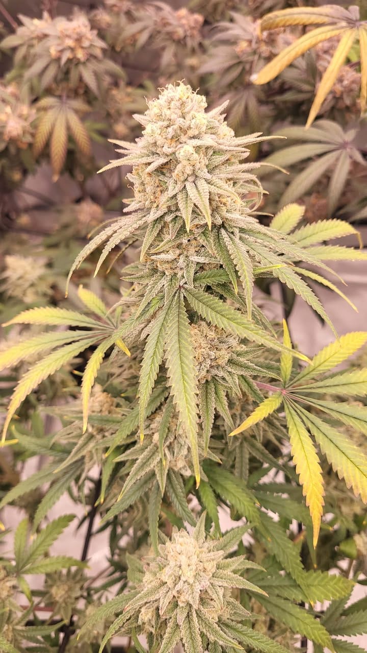 Phuket Candy Octane - Image 3