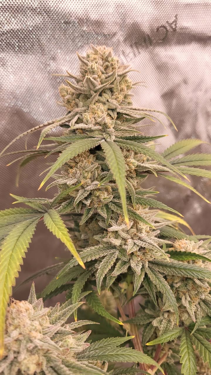 Phuket Candy Octane - Image 4
