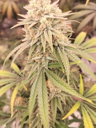 Phuket Candy Octane