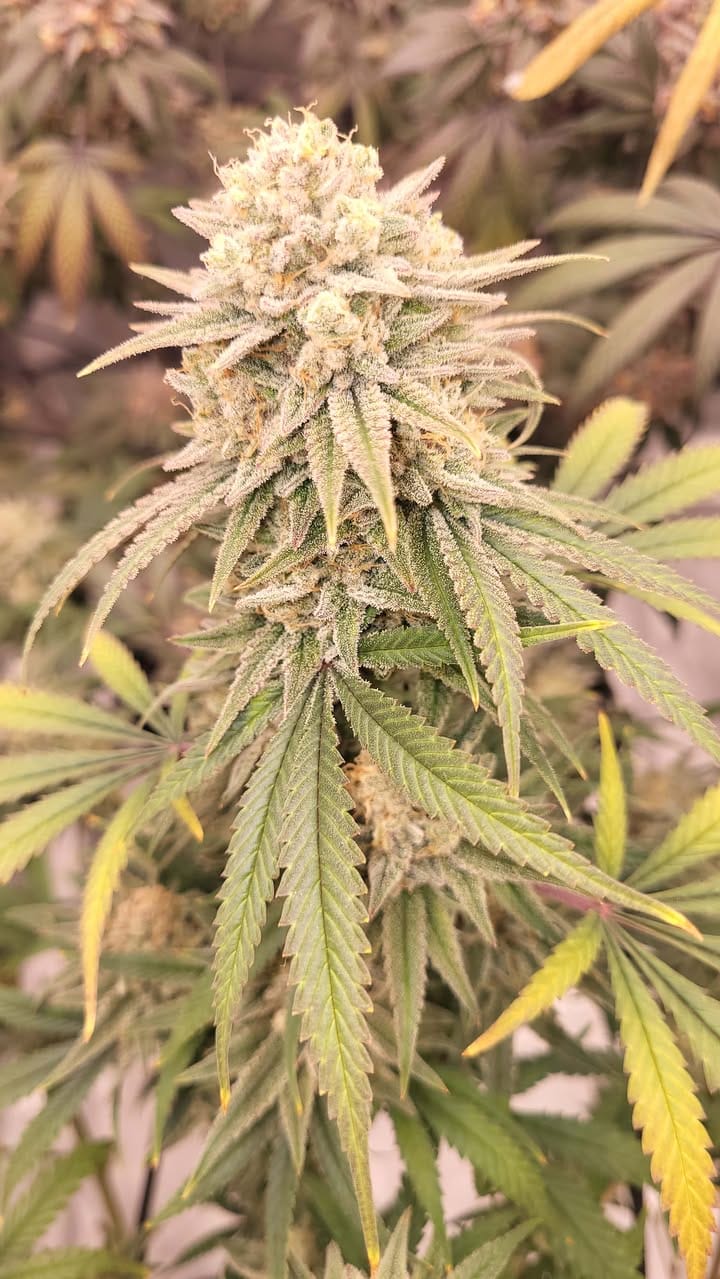 Phuket Candy Octane